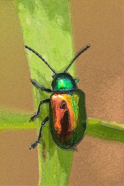 Jewel Bug