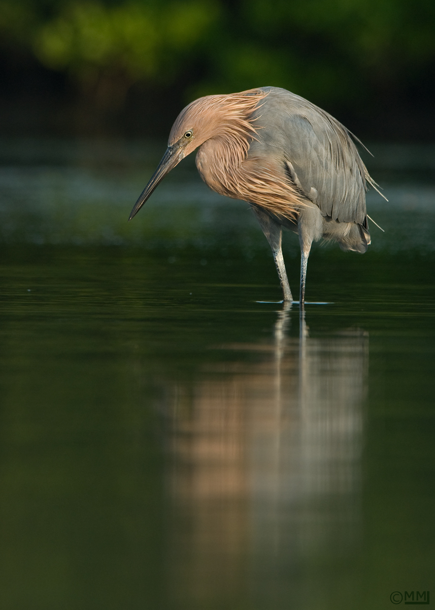 Reddish Egret