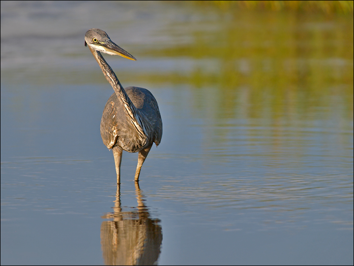 Great Blue Stalking 2
