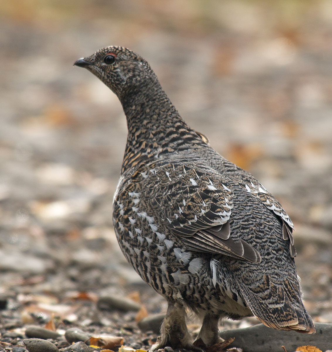 Spruce Grouse Hen