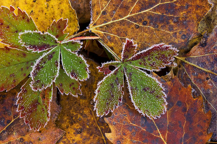 Frost and Foliage