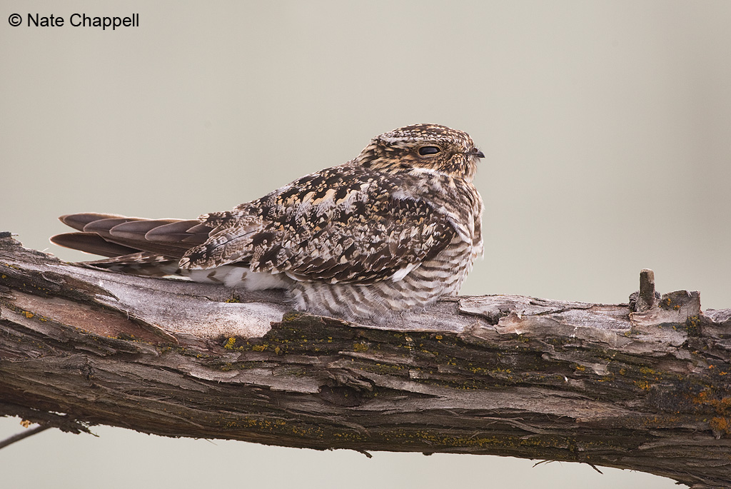 Common Nighthawk