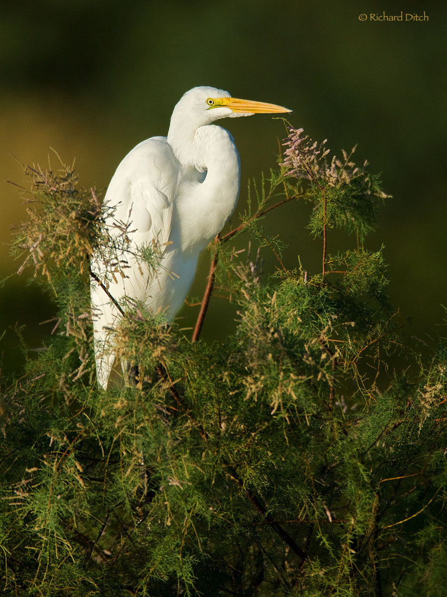 Great Egret