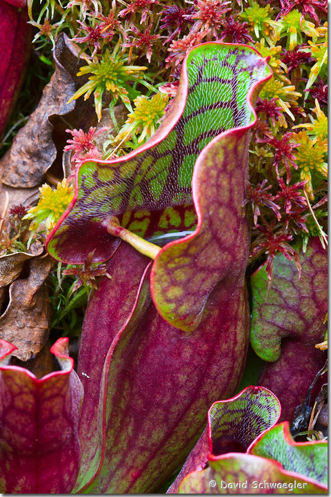Fall Color Pitcher