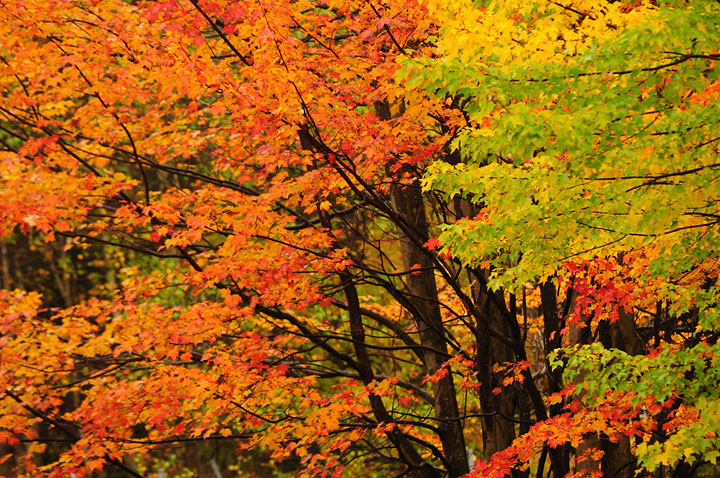 Vivid maples