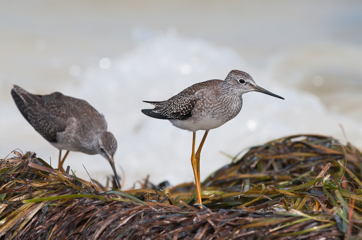 Lesser Yellowlegs