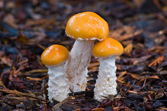 'Shrooms