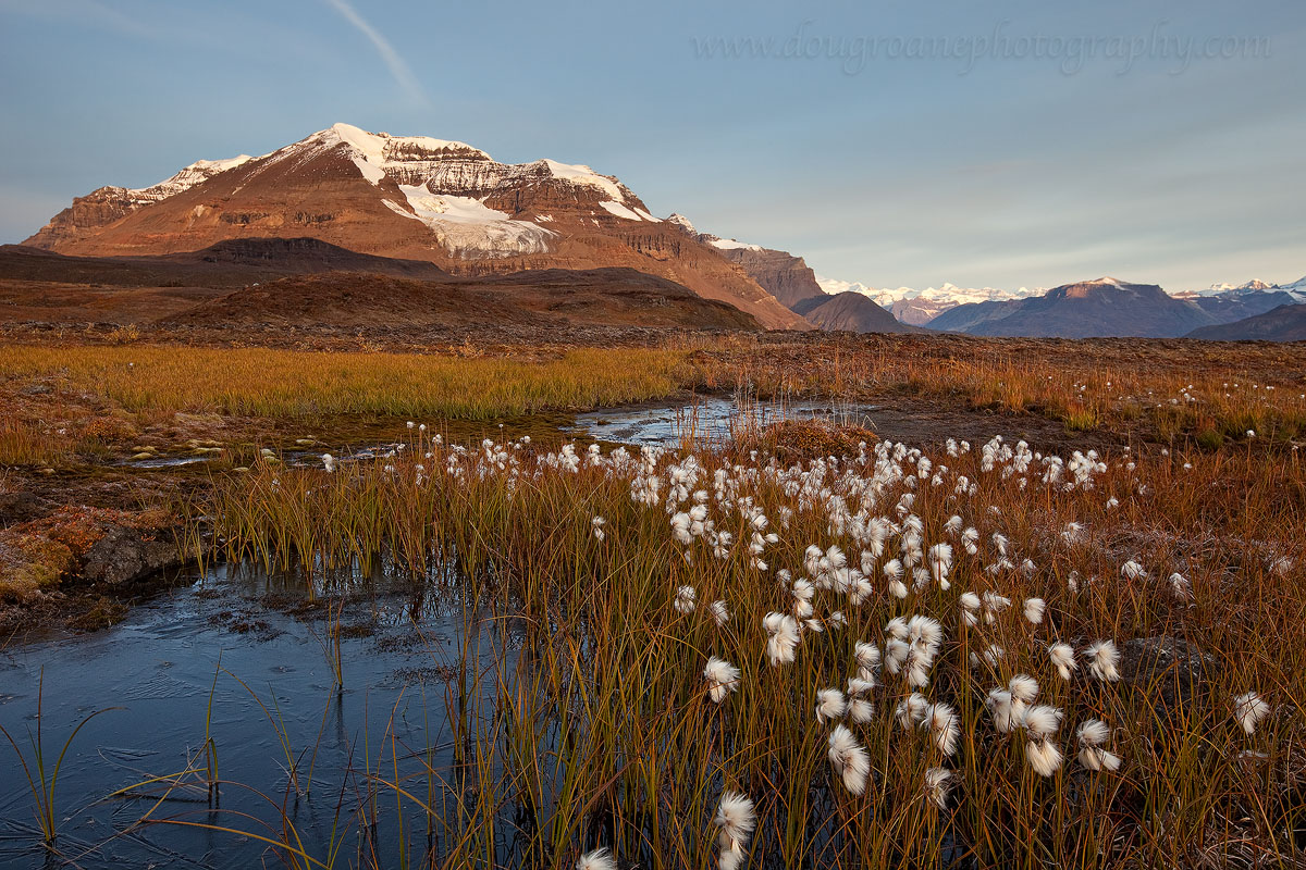 Alaskan Cotton (w/ repost)