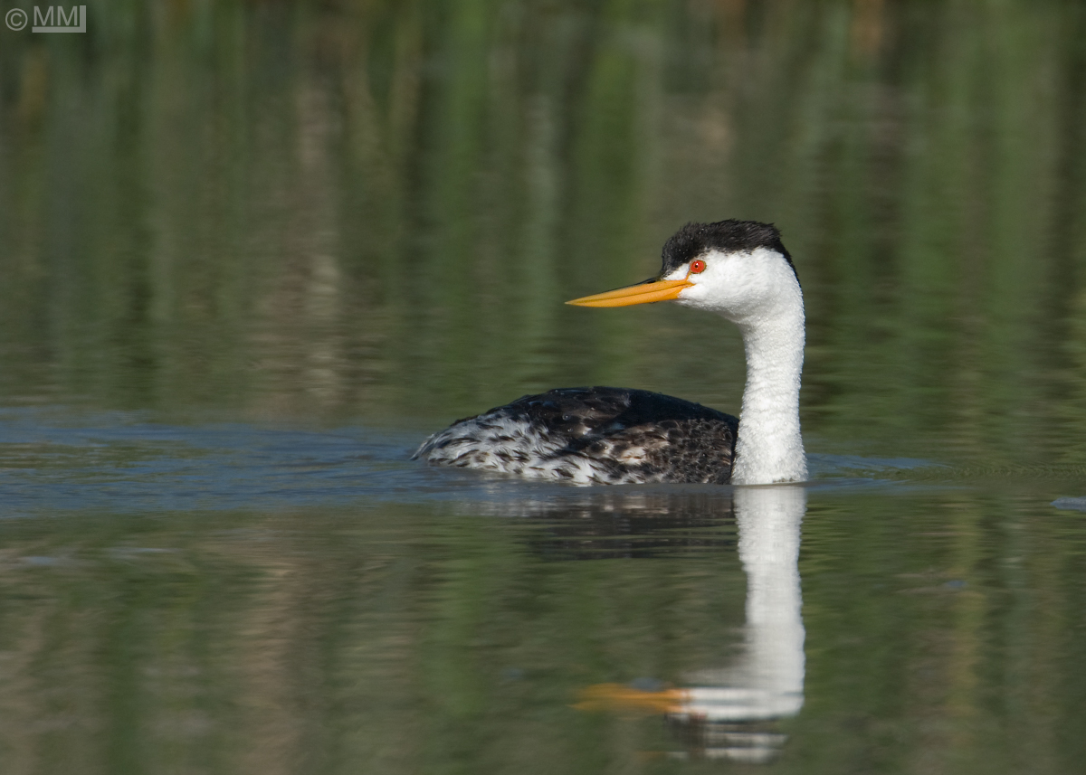 Clark's Grebe