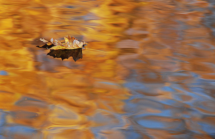 Floating Leaf #1