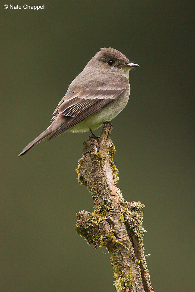 Western Wood Pewee