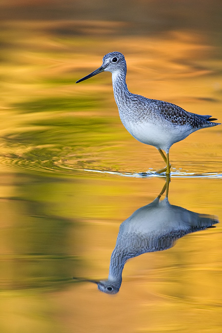 Yellowlegs