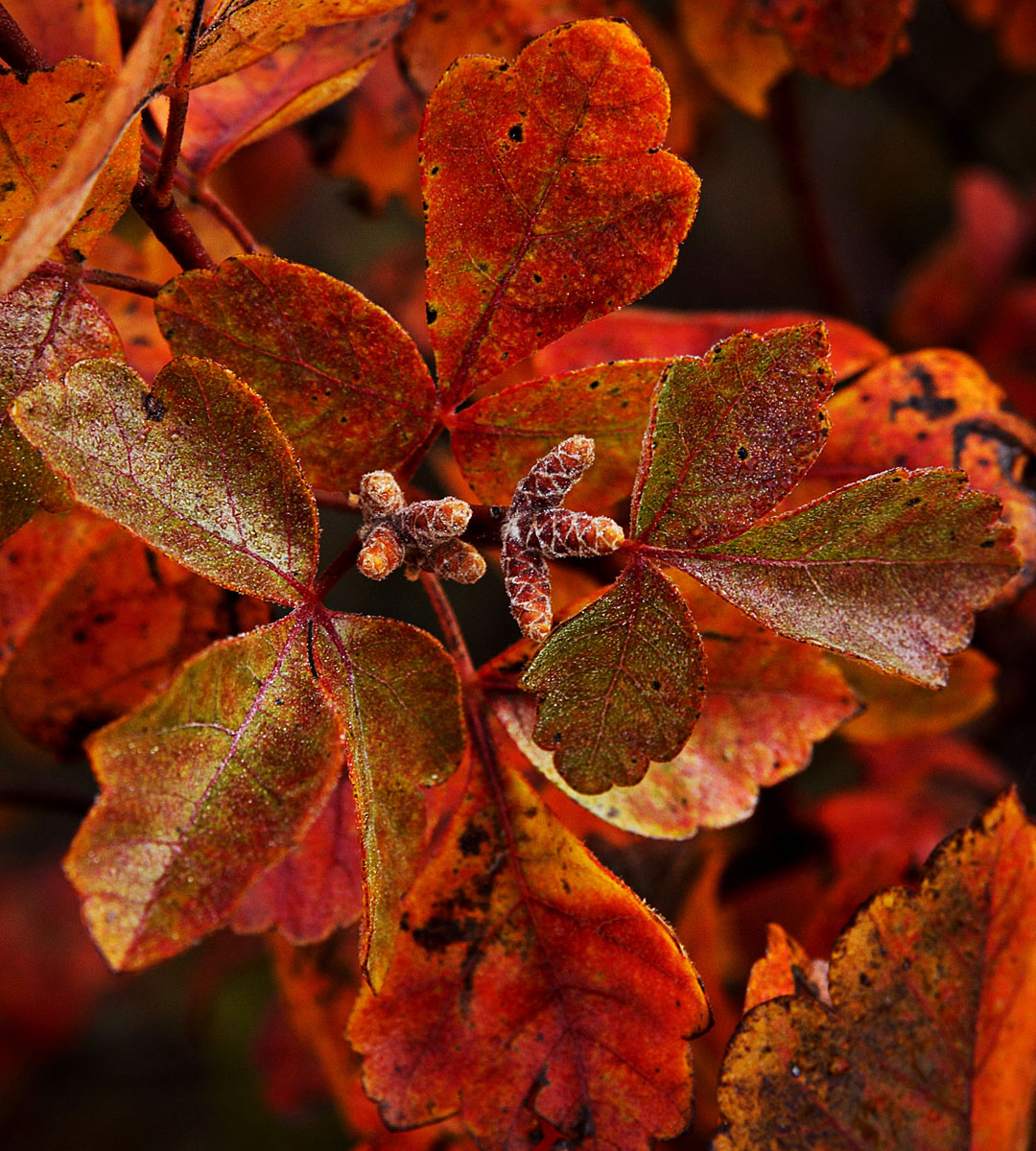 Fall bush