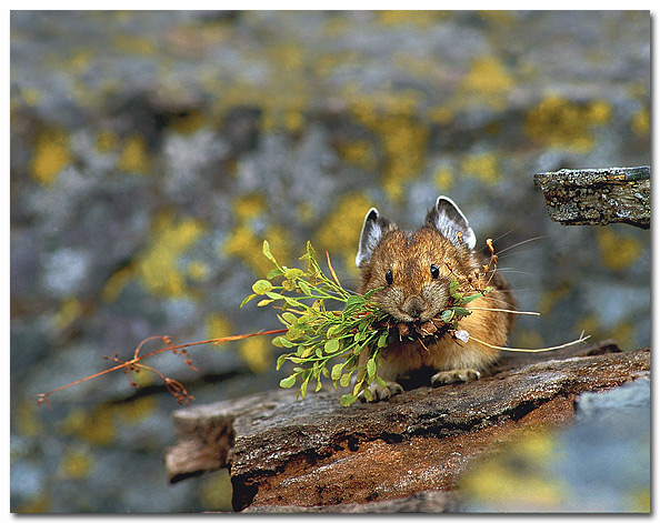 WC #138 Pika