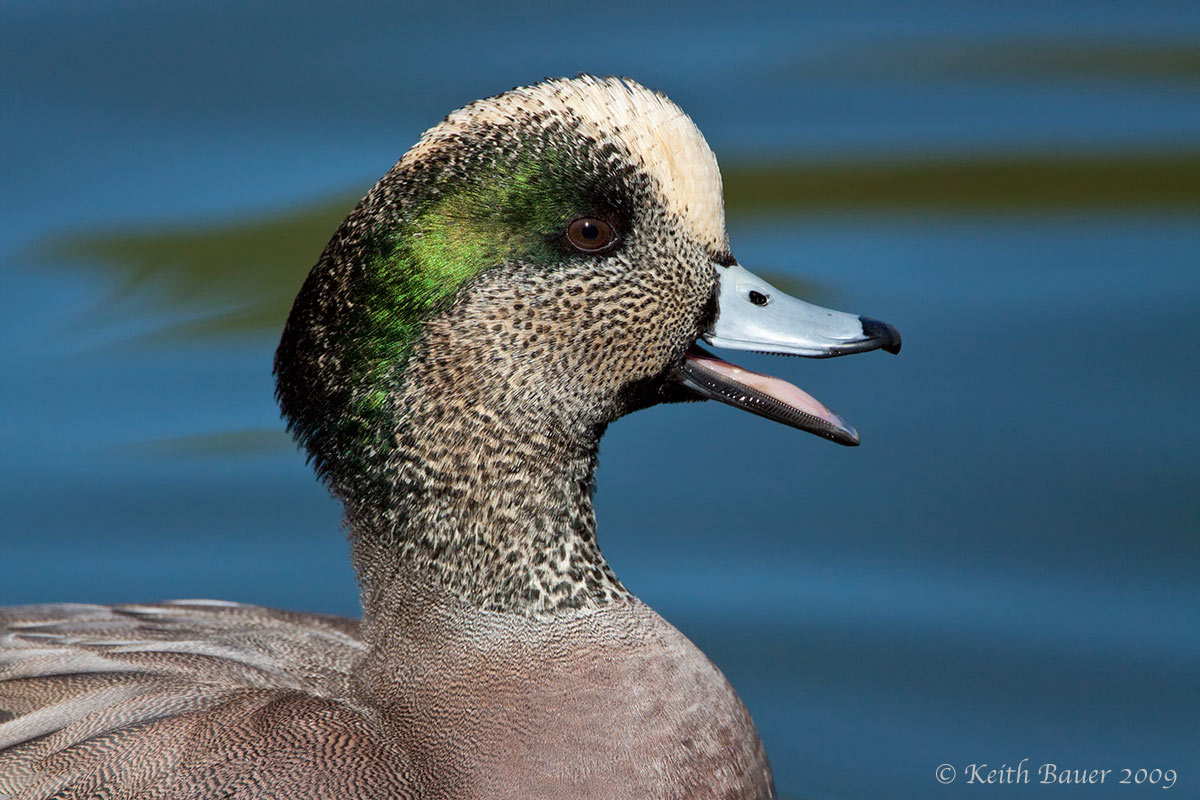 American Wigeon
