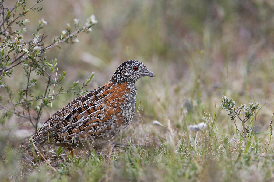 Painted Button-quail