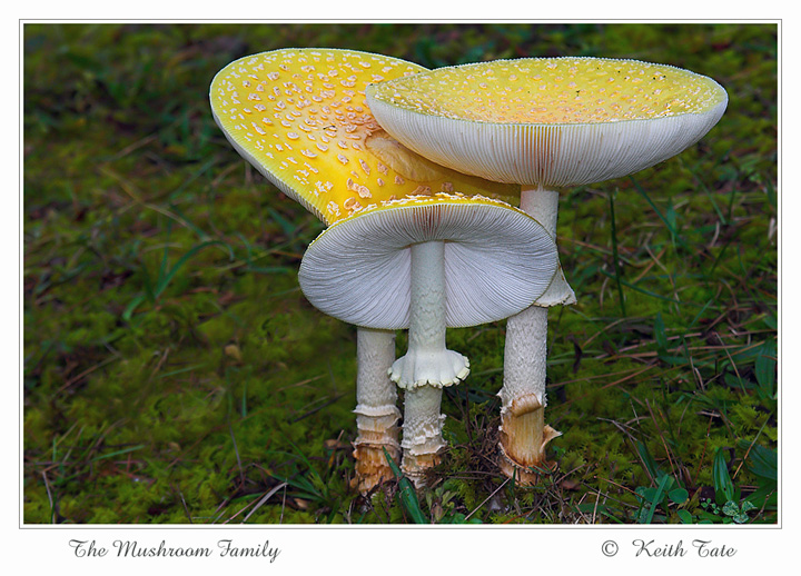 The Mushroom Family