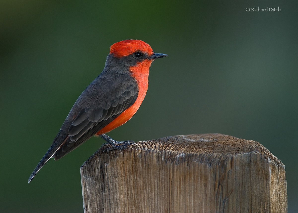 Vermilion Flycatcher