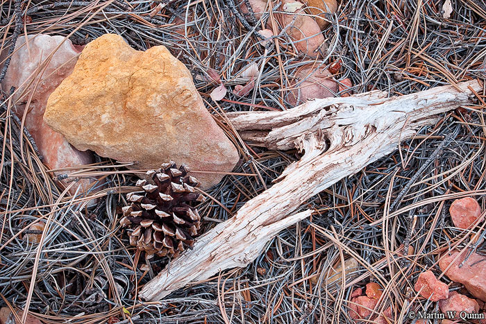Pine Forest Detail