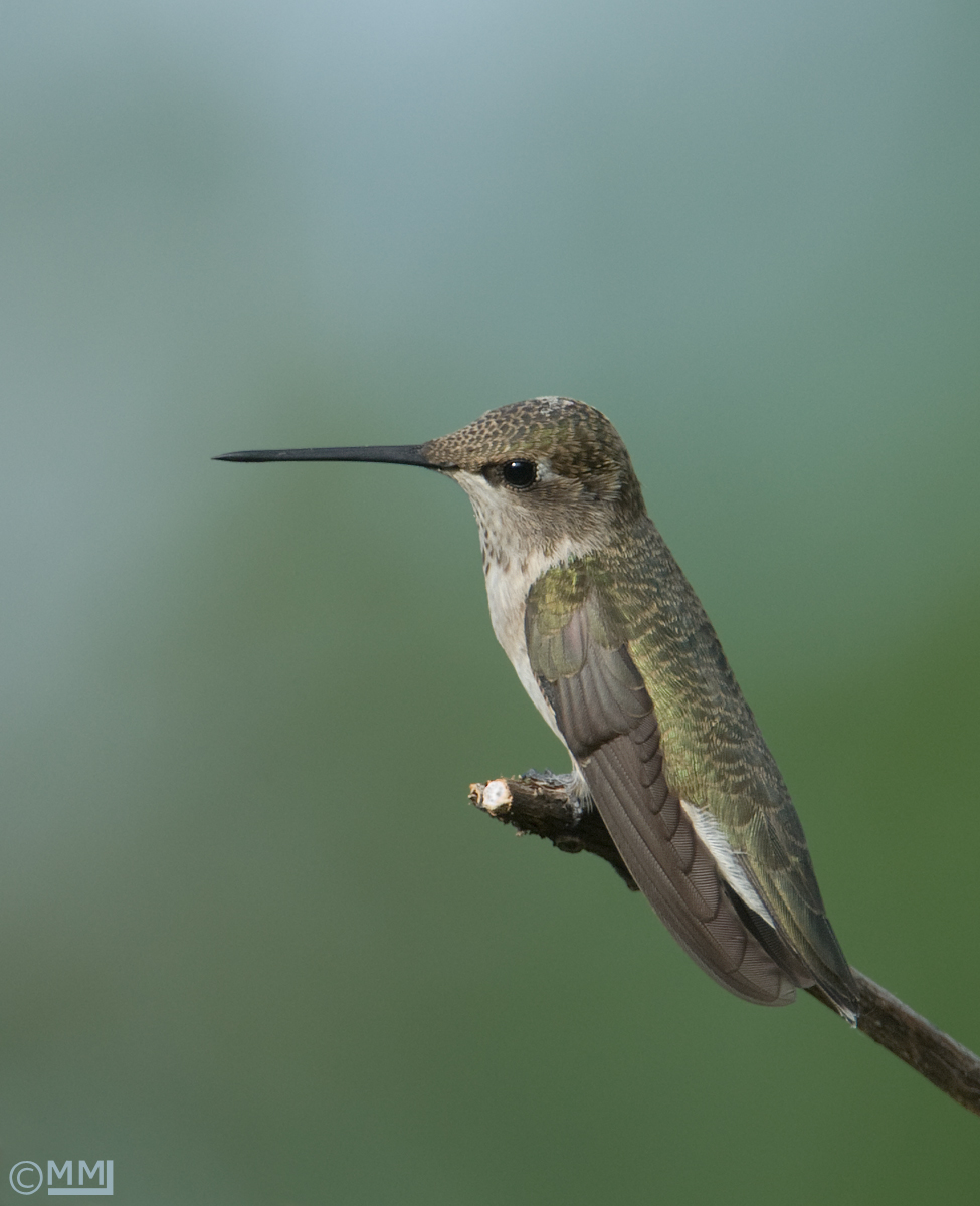 Black-chinned Hummingbir