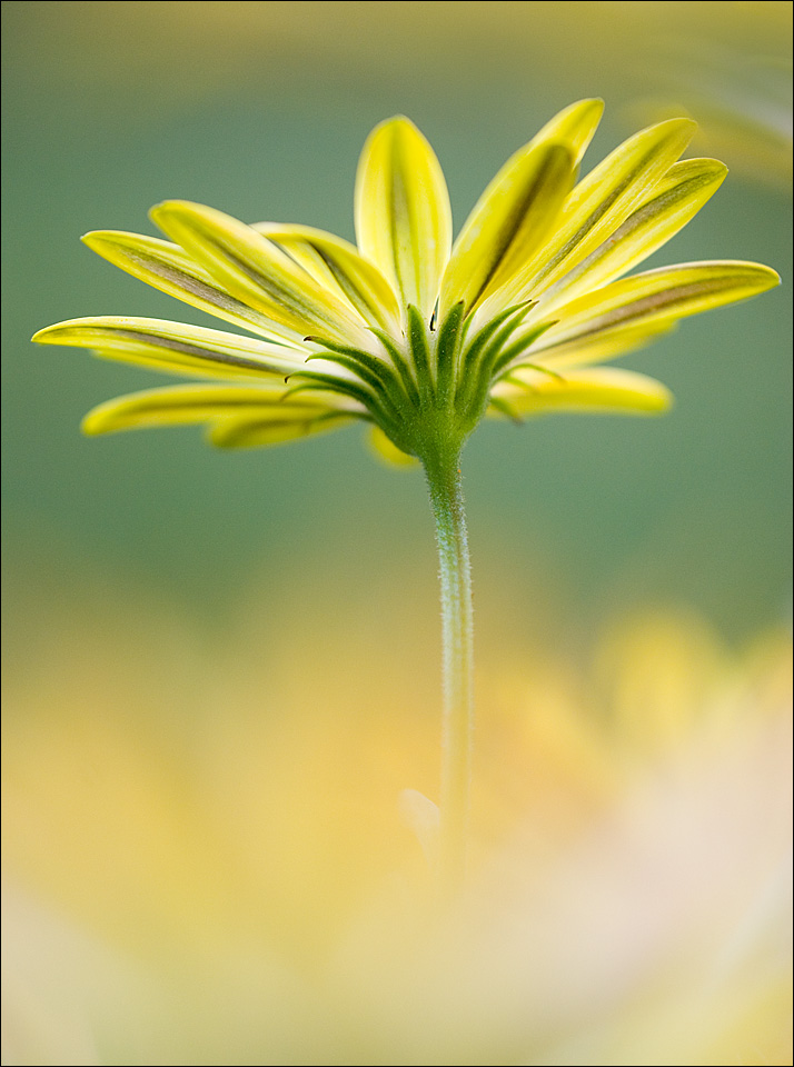 African Daisy Cram