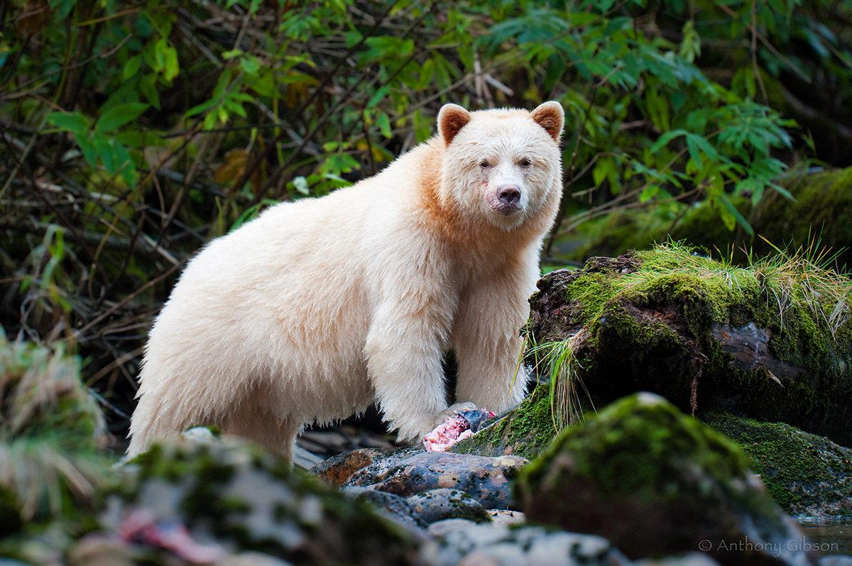 The Spirit Bear