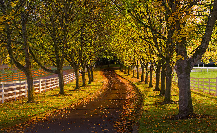 Autumn Drive