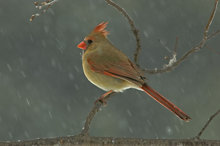 Female Cardinal (wc403)