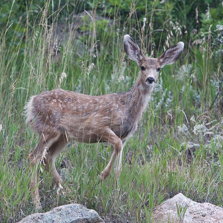 WC403 The Fawn