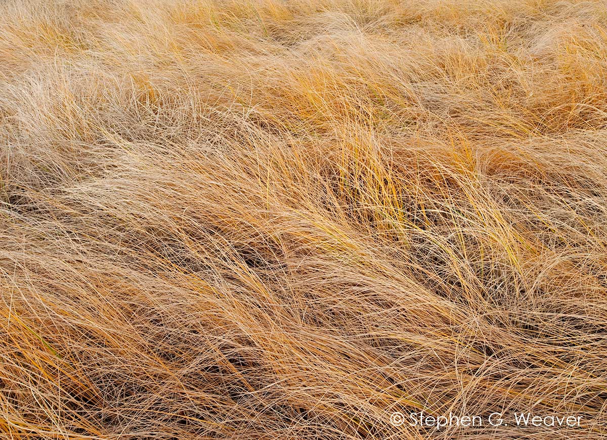 Autumn Grass