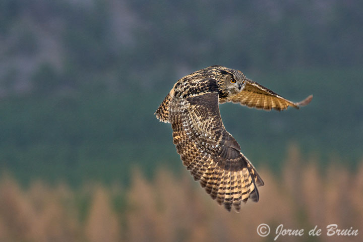 (c) Eagle Owl in Flight
