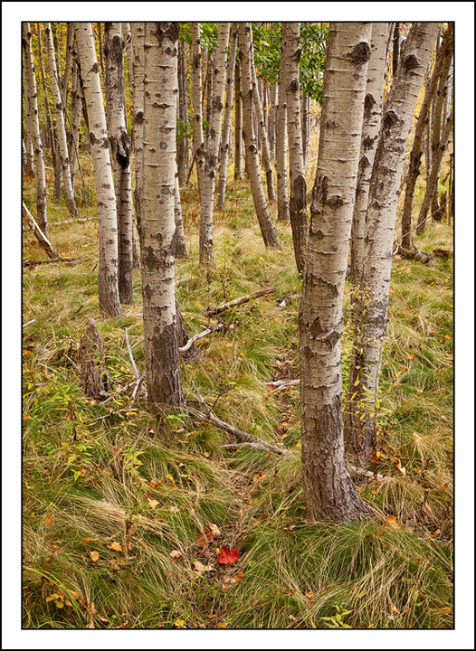 Aspen Path