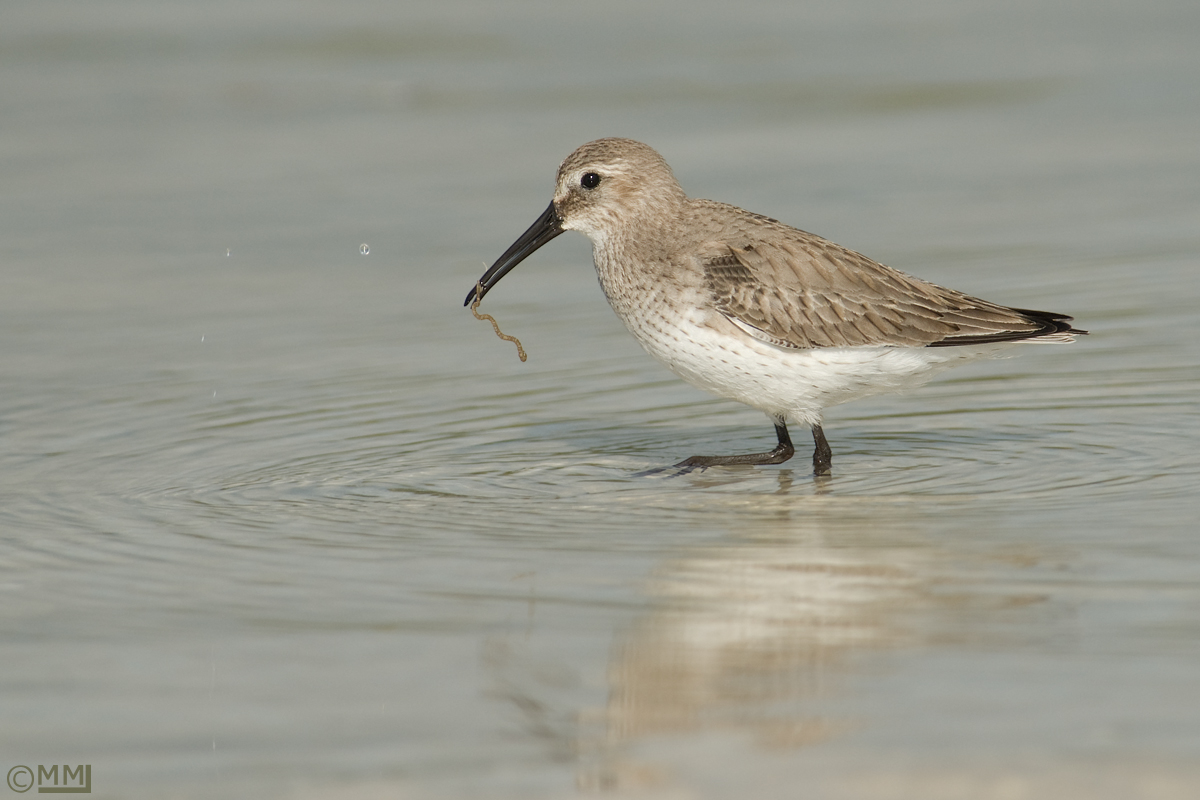 Dunlin & prey