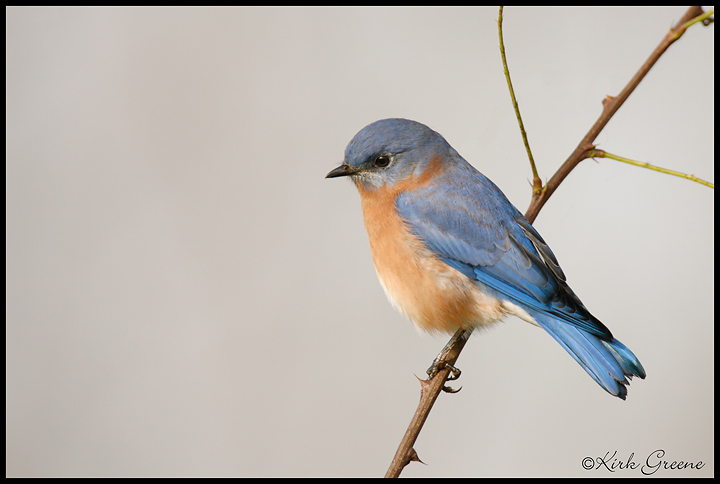 Eastern Bluebird