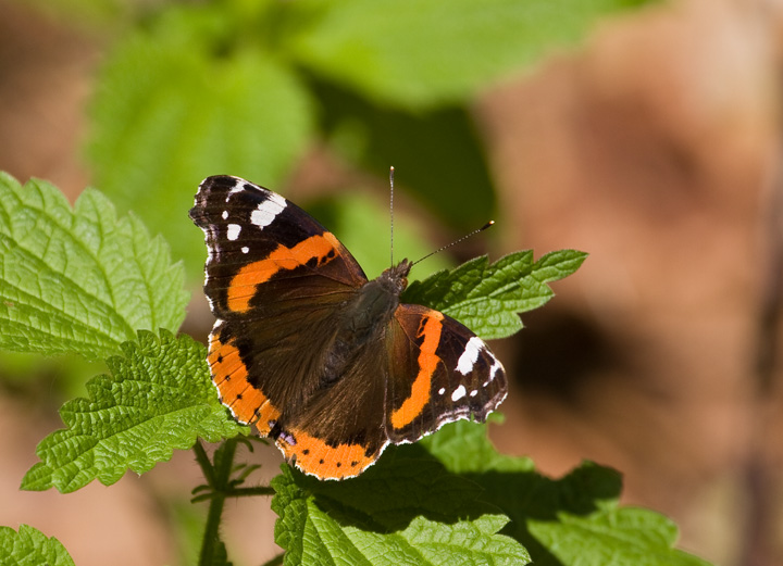 Red admiral