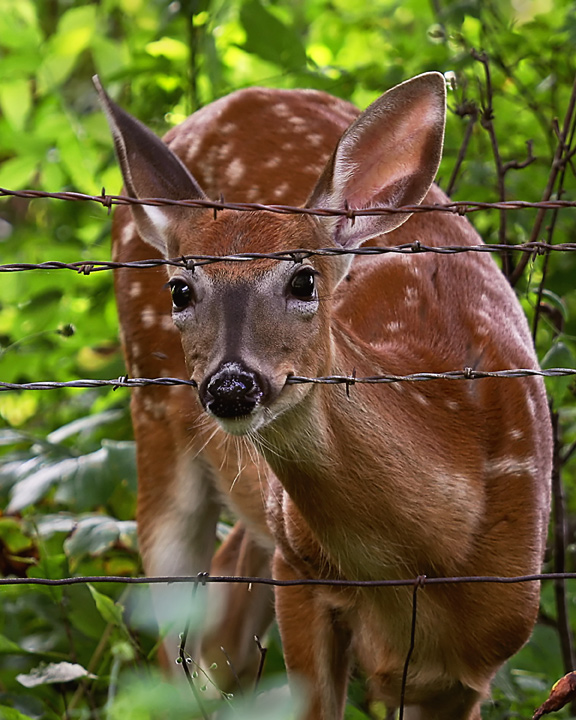 Fawn Floss