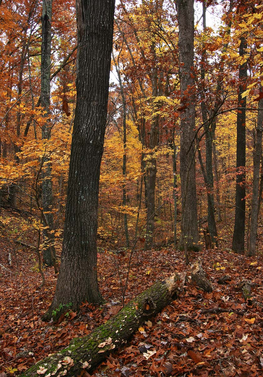 Shades of Fall