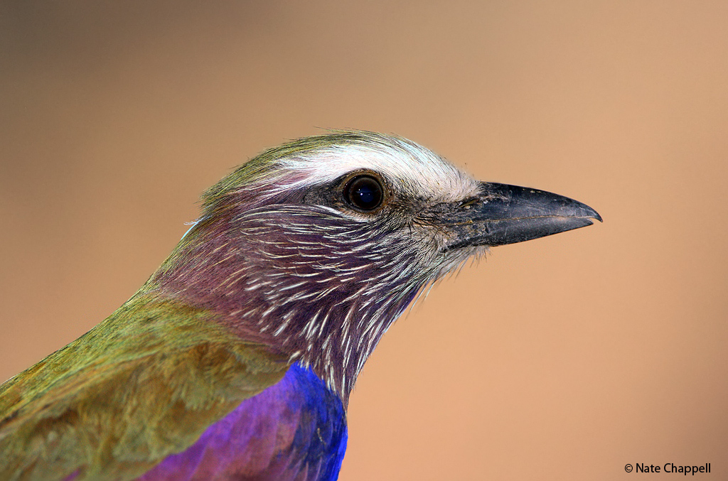 Purple Roller