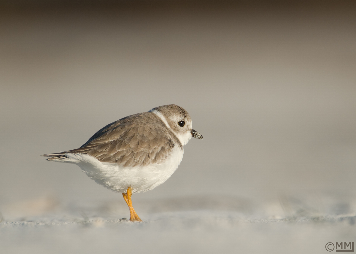 Piping Plover