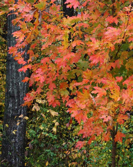 Baby Maple