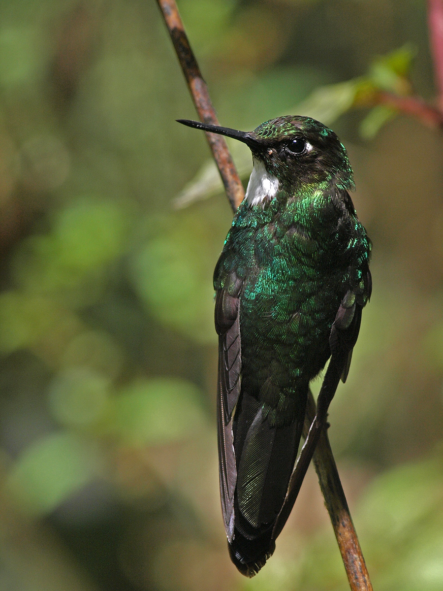 Collared Inca