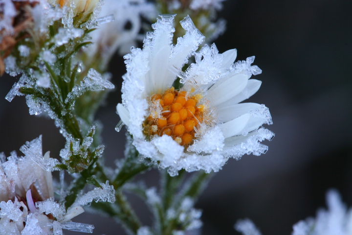 Frosted Flower with Repost