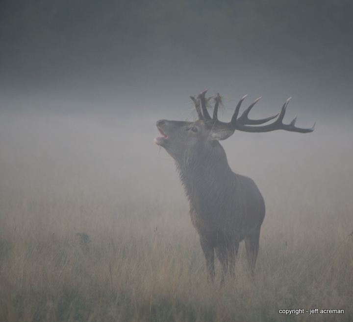 early morning mist
