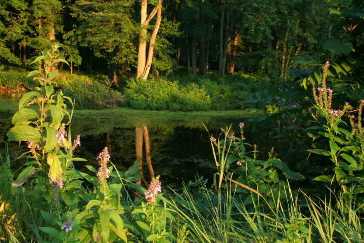 Bayou Reflection