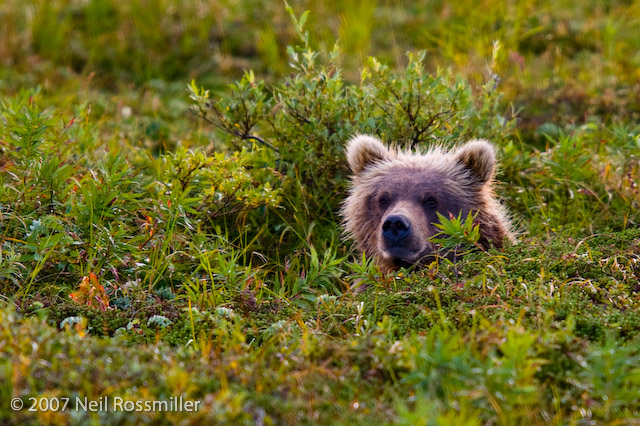 Bear in a pot hole+repost