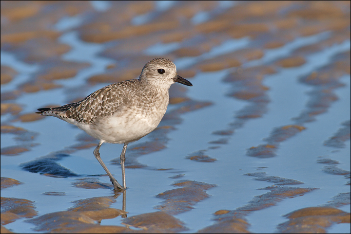 Black bellied Plover