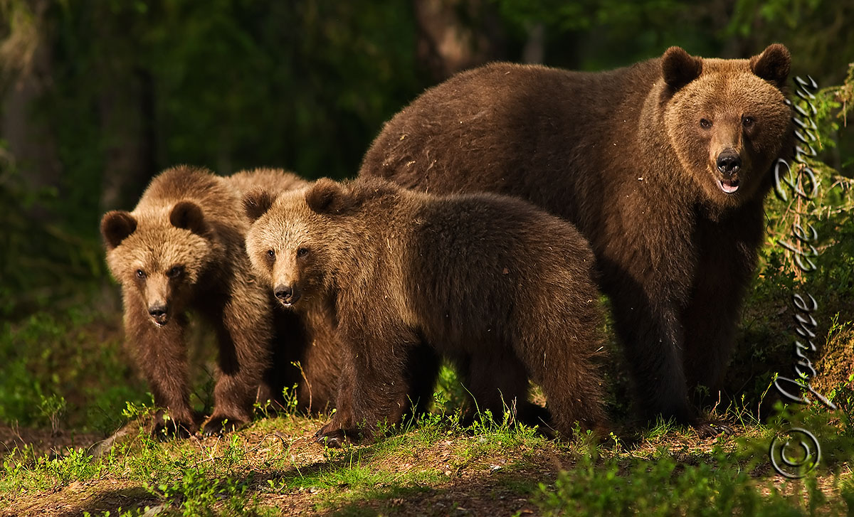 Family