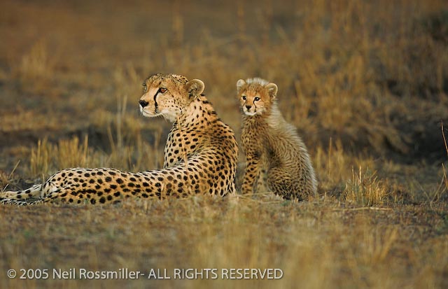Cheetah and one cub + Repost