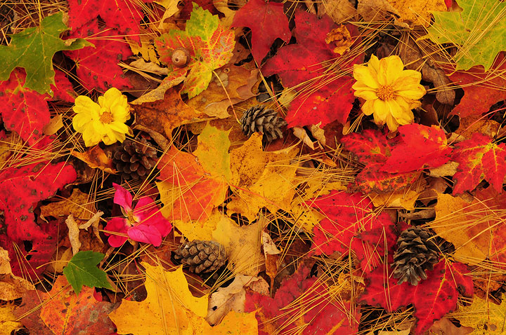Autumn Spectacular