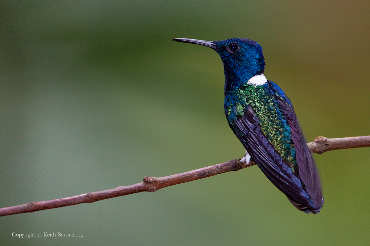 White-Necked Jacobin